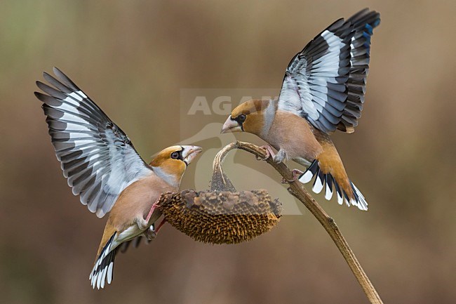 Vechtende Appelvinken; Hawfinches fighting stock-image by Agami/Daniele Occhiato,