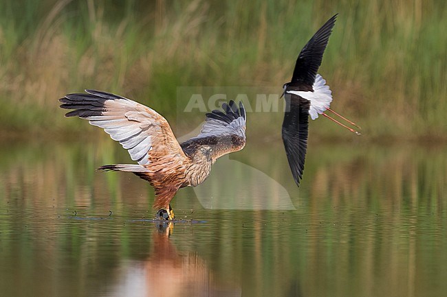 Bruine Kiekendief; Marsh Harrier; Circus aeruginosus; Steltkluut; Black-winged Stilt, Himantopus himantopus stock-image by Agami/Daniele Occhiato,