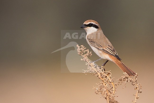 Adult Red-tailed Shrike (Lanius phoenicuroides) in Israeli negev desert. stock-image by Agami/Dubi Shapiro,
