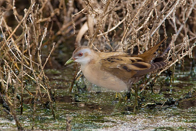 Klein Waterhoen; Little Crake; Porzana parva stock-image by Agami/Daniele Occhiato,