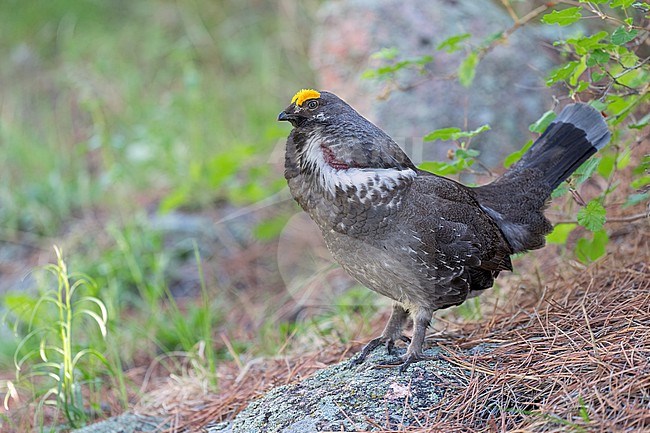 Adult male
Boulder Co., CO
June 2023 stock-image by Agami/Brian E Small,