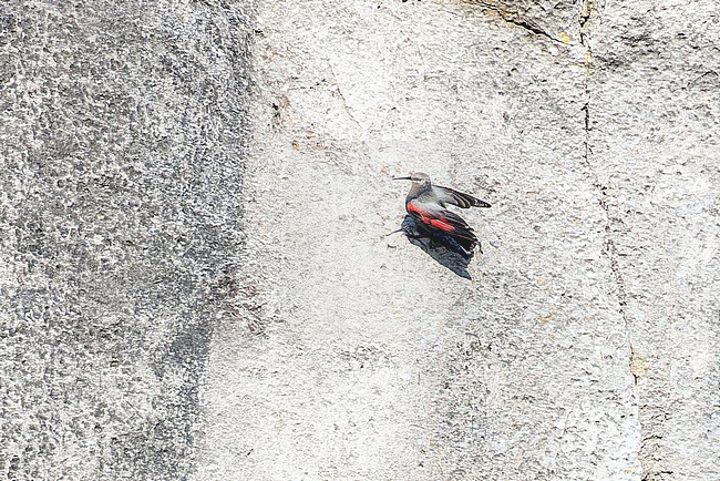 Adult Wallcreeper (Tichodroma muraria) in non-breeding / winter plumage foraging on a rock face near the city of Dinant. stock-image by Agami/David Monticelli,