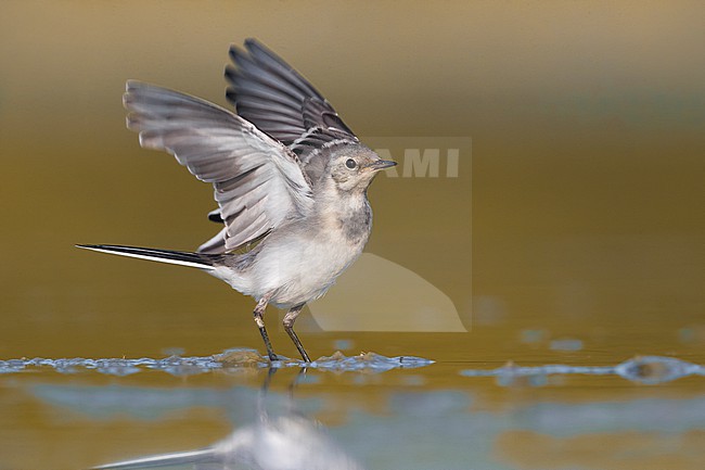 Juvenile White Wagtail (Motacilla alba) in Italy. stock-image by Agami/Daniele Occhiato,
