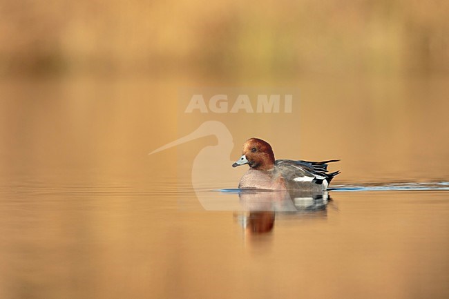  stock-image by Agami/Walter Soestbergen,