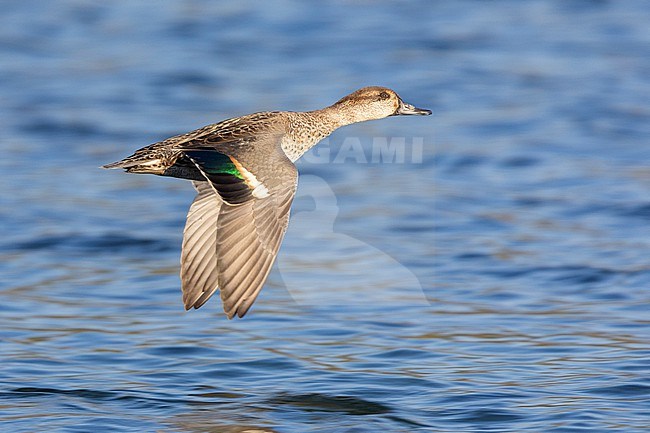Eurasian Teal (Anas crecca), side view of a male in flight, Campania, Italy stock-image by Agami/Saverio Gatto,