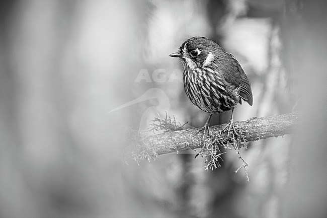 Black and white portrait of a Crescent-faced Antpitta (Grallaricula lineifrons) perched on a branch in the central mountain range of the Colombian Andes. stock-image by Agami/Rafael Armada,