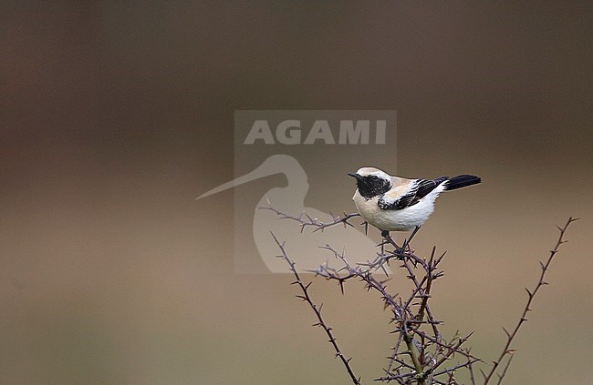  stock-image by Agami/Bas van den Boogaard,