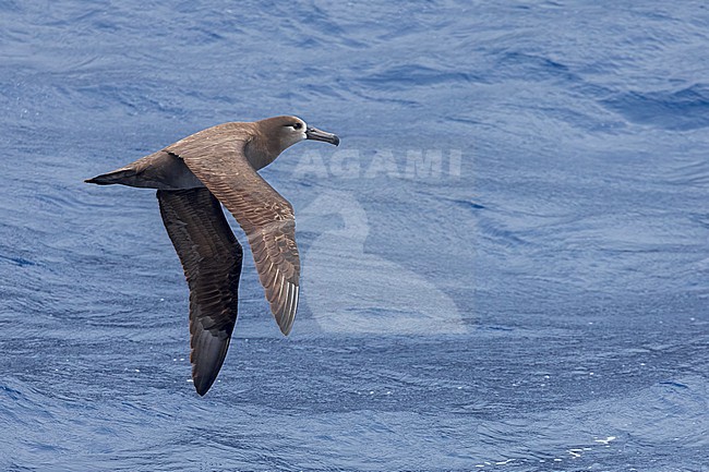 Black-footed Albatross (Phoebastria nigripes) at sea in the northern Pacific Ocean south of Japan. stock-image by Agami/Marc Guyt,