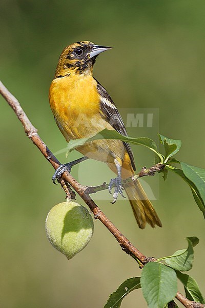 Adult female
Galveston Co., TX
May 2005 stock-image by Agami/Brian E Small,