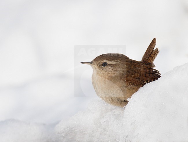 Winter Wren in snow Netherlands, Winterkoning in sneeuw Nederland stock-image by Agami/Reint Jakob Schut,