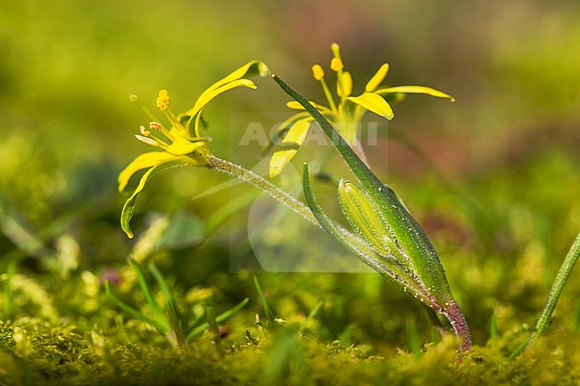 Field Star-of-Bethlehem, Akkergeelster, Gagea villosa stock-image by Agami/Wil Leurs,