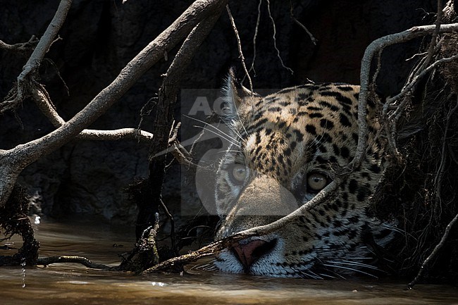 A jaguar, Panthera onca, hiding and waiting for prey. Pantanal, Mato Grosso, Brazil stock-image by Agami/Sergio Pitamitz,