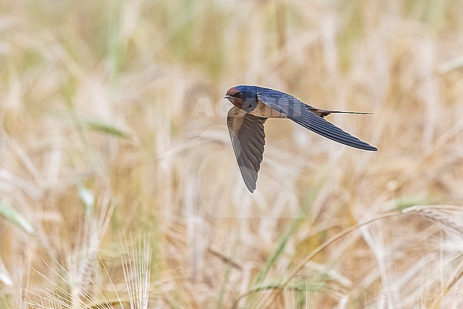 Adult Barn Swallow (Hirundo rustica) flying over an agricultural field in El Greco, Cyprus. stock-image by Agami/Vincent Legrand,