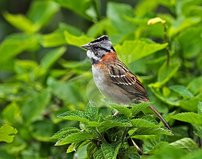 Rufous-collared Sparrow (Zonotrichia capensis) male perched in the bush stock-image by Agami/Greg & Yvonne Dean,