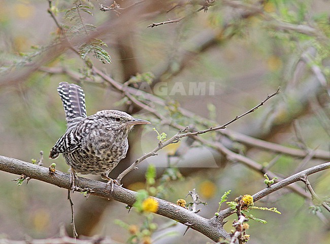 Fasciated Wren (Campylorhynchus fasciatus) in Peru. stock-image by Agami/Pete Morris,