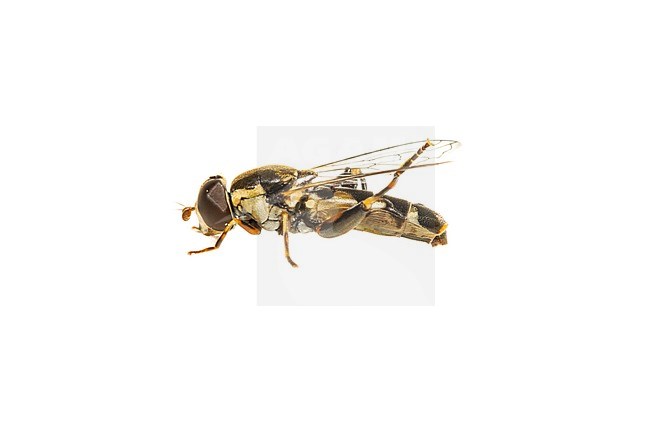 thick-legged hoverfly, Menuetzweefvlieg, stock-image by Agami/Wil Leurs,