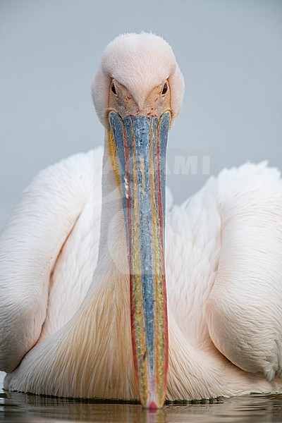 Wintering adult Great White Pelican (Pelecanus onocrotalus) during late winter in Lake Kerkini, Greece. Staring in the camera. stock-image by Agami/Marc Guyt,