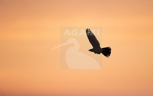 European Nightjar (Caprimulgus europaeus) in flight at sunset at North Zealand, Denmark stock-image by Agami/Helge Sorensen,