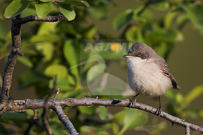 Hume's Whitethroat (Sylvia althaea) Tajikistan, adult perched on a branch stock-image by Agami/Ralph Martin,