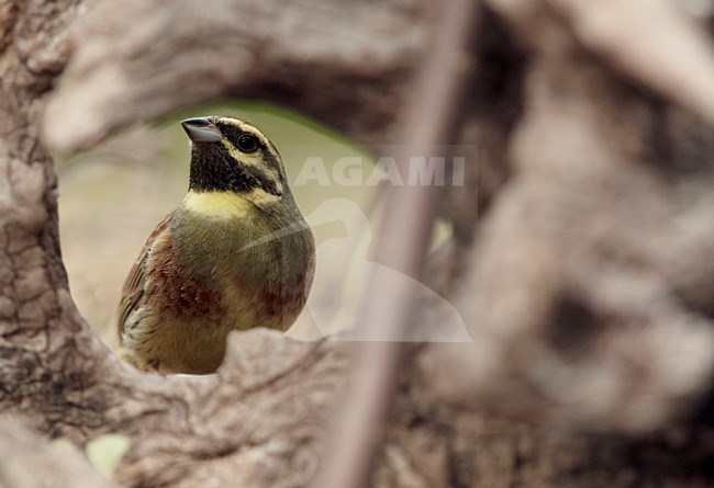Volwassen mannetje Cirlgors, Adult male Cirl Bunting stock-image by Agami/Markus Varesvuo,