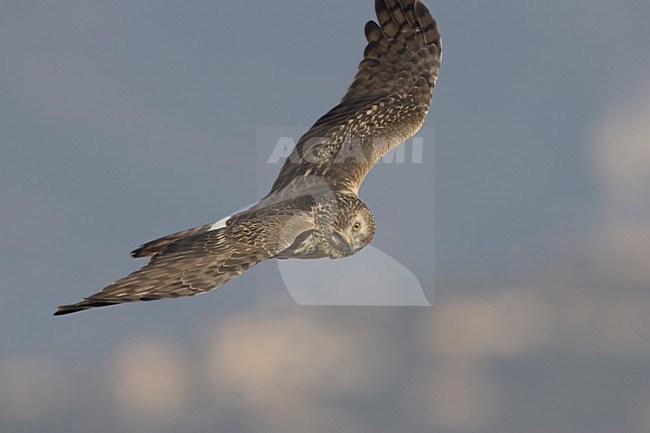 Vrouwtje Blauwe Kiekendief in de vlucht; Female Hen Harrier in flight stock-image by Agami/Daniele Occhiato,