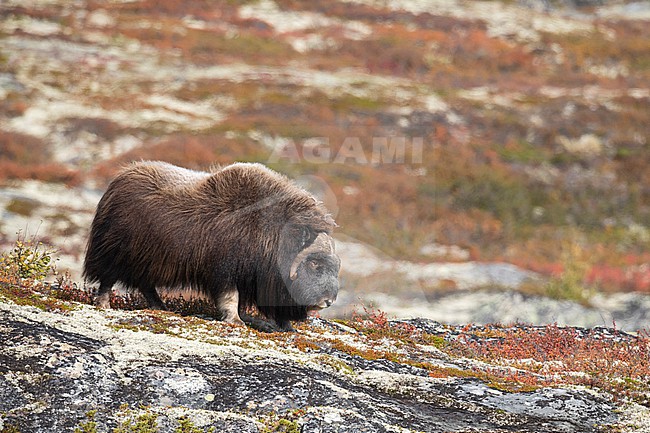 Muskox (Ovibos moschatus) in the Dovrefjell in Norway. An Arctic hoofed mammal of the family Bovidae introduced in parts of Scandinavia. stock-image by Agami/Alain Ghignone,