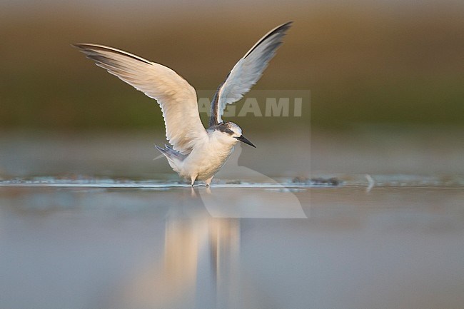 Presumed Saunder's Tern - Orientseeschwalbe - Sternula saundersi, Oman stock-image by Agami/Ralph Martin,