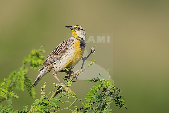 Adult Chihuahuan Meadowlark (Sturnella lilianae)
Cochise Co., Arizona, USA
May stock-image by Agami/Brian E Small,