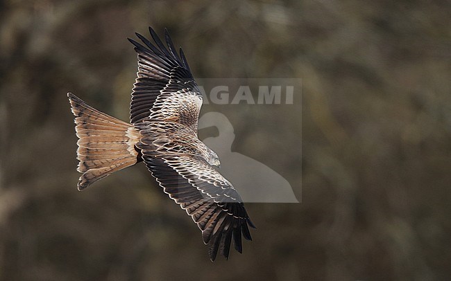 First-winter Red Kite (Milvus milvus) flying at a forest edge at Scania in Sweden. Seen from above, showing upper wing pattern. stock-image by Agami/Helge Sorensen,