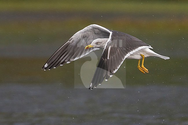 Kleine Mantelmeeuw; Lesser Black-backed Gull; Larus fuscus stock-image by Agami/Daniele Occhiato,