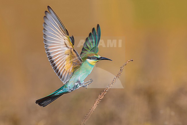 European Bee-eater, Merops apiaster, in Italy. stock-image by Agami/Daniele Occhiato,