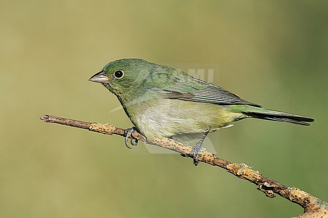 Adult female
Galveston Co., TX
April 2005 stock-image by Agami/Brian E Small,