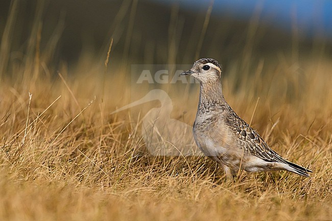 First-winter Eurasian dotterel (Charadrius morinellus) in Italy during autumn migration stock-image by Agami/Daniele Occhiato,