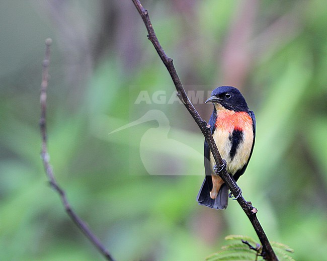 Male Flores flowerpecker (Dicaeum rhodopygiale) on Flores island, Lesser sundas, Indonesia. stock-image by Agami/James Eaton,