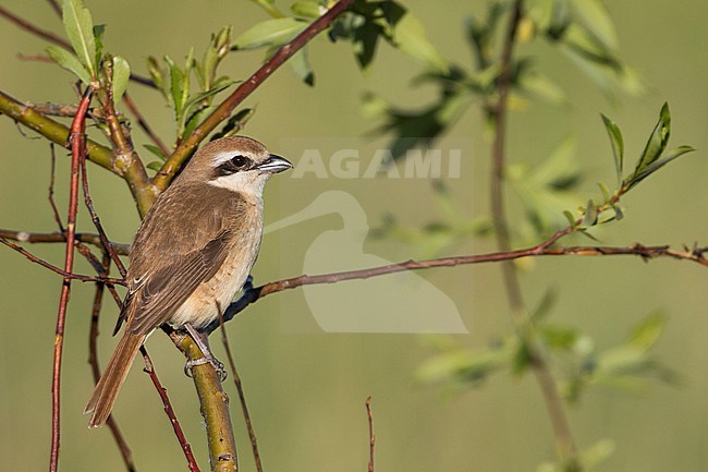 Brown Shrike, Lanius cristatus ssp. cristatus, Russia, adult female stock-image by Agami/Ralph Martin,