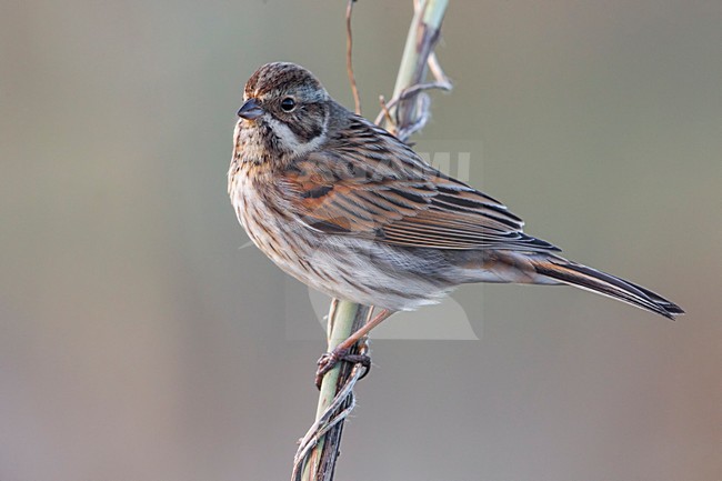 Rietgors, Reed Bunting; stock-image by Agami/Daniele Occhiato,