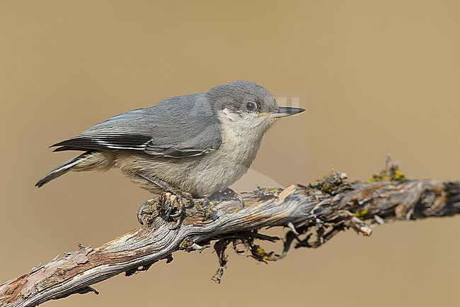 Adult Pygmy Nuthatch (Sitta pygmaea) perched sideways on a branch against a brown natural background.
Lake Co., Oregon, USA. stock-image by Agami/Brian E Small,