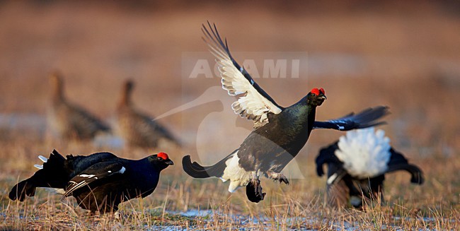 Baltsende Korhoenders, Displaying Black grouses stock-image by Agami/Markus Varesvuo,