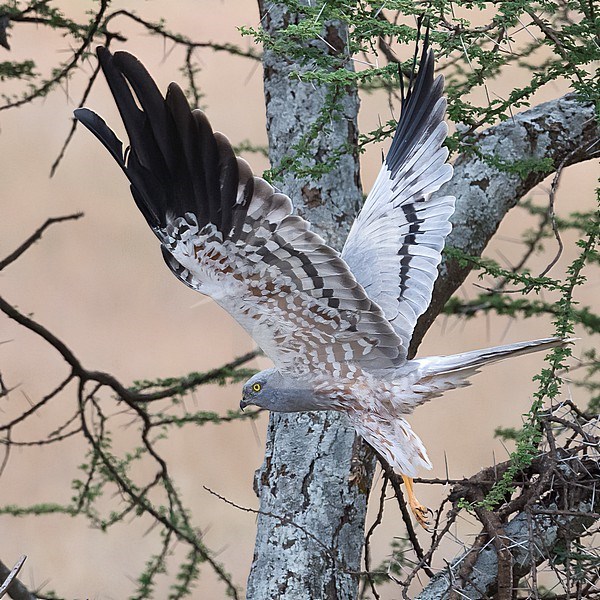Side view of an adult male Montagu's Harrier (Circus pygargus) taking flight; raised wings. Tanzania stock-image by Agami/Markku Rantala,