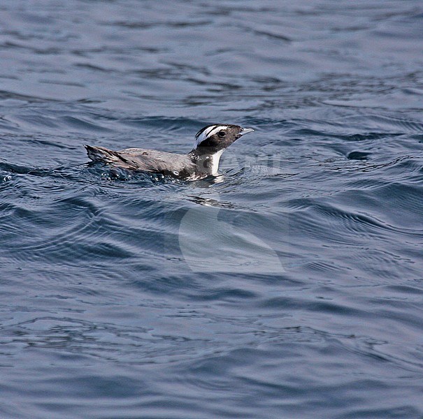 Japanese Murrelet (Synthliboramphus wumizusume) swimming off Japan. stock-image by Agami/Pete Morris,