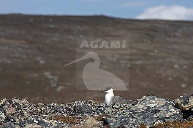 Long-tailed Skua in breeding habitat stock-image by Agami/Jari Peltomäki,