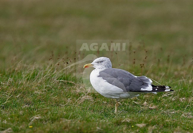 Lesser Black-backed Gull (Larus fuscus graelsii), adult in winter plumage standing in a green grass field. stock-image by Agami/Andy & Gill Swash ,