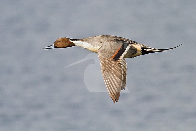 Northern Pintail (Anas acuta) flying in Victoria, BC, Canada. stock-image by Agami/Glenn Bartley,