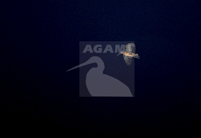 Displaying Moluccan Woodcock (Scolopax rochussenii) at night on Obi, Moluccas, Indonesia. stock-image by Agami/James Eaton,