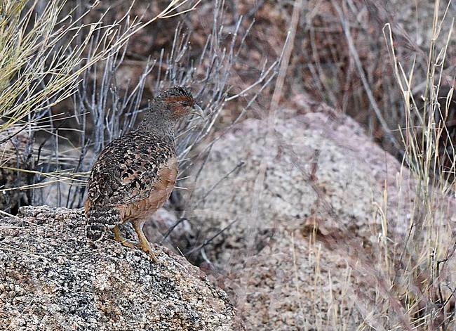 Hartlaub's spurfowl or Hartlaub's francolin (Pternistis hartlaubi)  in Namibia. stock-image by Agami/Laurens Steijn,