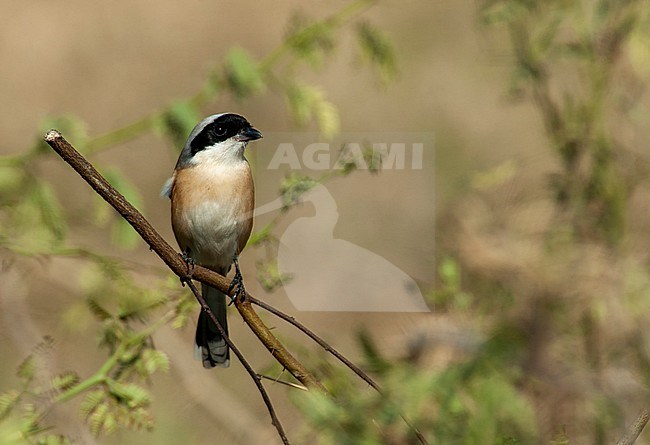 Adult Bay-backed Shrike (Lanius vittatus) perched on a fallen twig, Seen from the front, looking alert. stock-image by Agami/Marc Guyt,