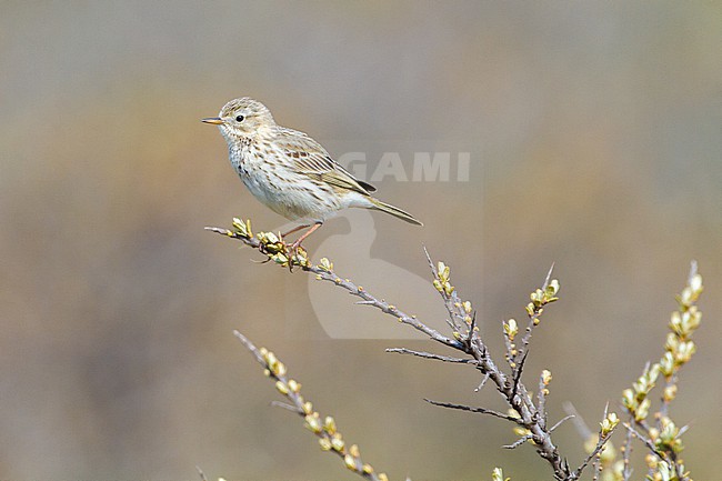 Graspieper, Meadow Pipit, Anthus pratensis adult summer plumage perched on seathorn stock-image by Agami/Menno van Duijn,