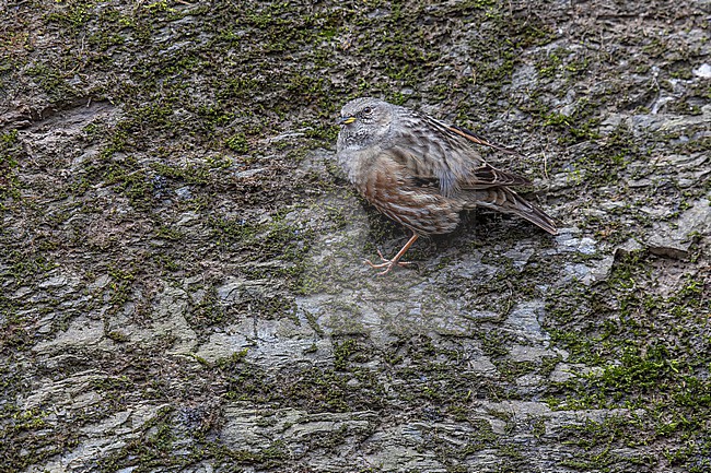 Western Alpine Accentor (Prunella collaris collaris) sitting on a cliff in castle of Bouillon, Luxembourg, Belgium. stock-image by Agami/Vincent Legrand,