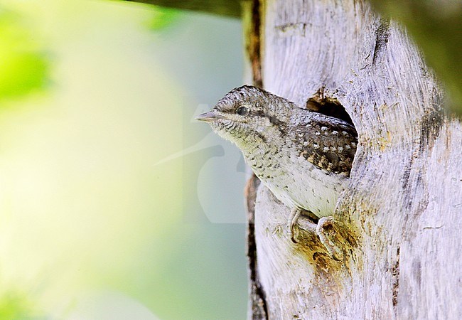 Wryneck (Jynx torquilla) young looking out of nest hole stock-image by Agami/Dick Forsman,