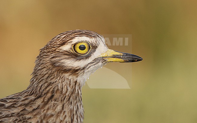 Portrait of adult Eurasian Stone-curlew (Burhinus oedicnemus oedicnemus) at Laguna de Taray, Castilla-La Mancha, Spain stock-image by Agami/Helge Sorensen,